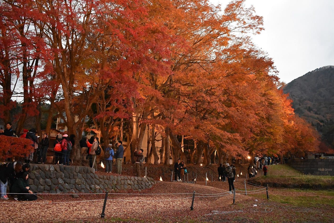 Lake Kawaguchi Maple Corridor Autumn Leaves in Fujikawaguchiko, Yamanashi