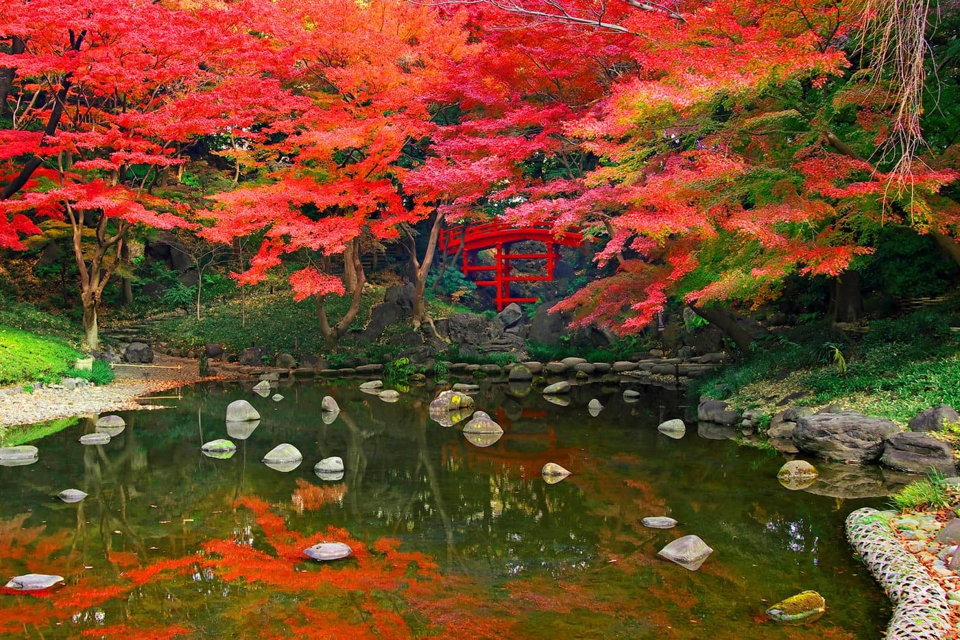 Koishikawa Korakuen Autumn Leaves in Tokyo